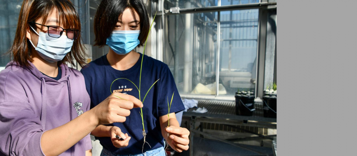 Postdoctoral researchers Guanqun Wang and Haoxuan Li compare a rice plant with gene modification (left) against one that has not